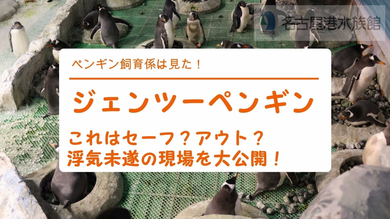 名古屋港水族館】ジェンツーペンギンこれはセーフ？アウト？浮気未遂の