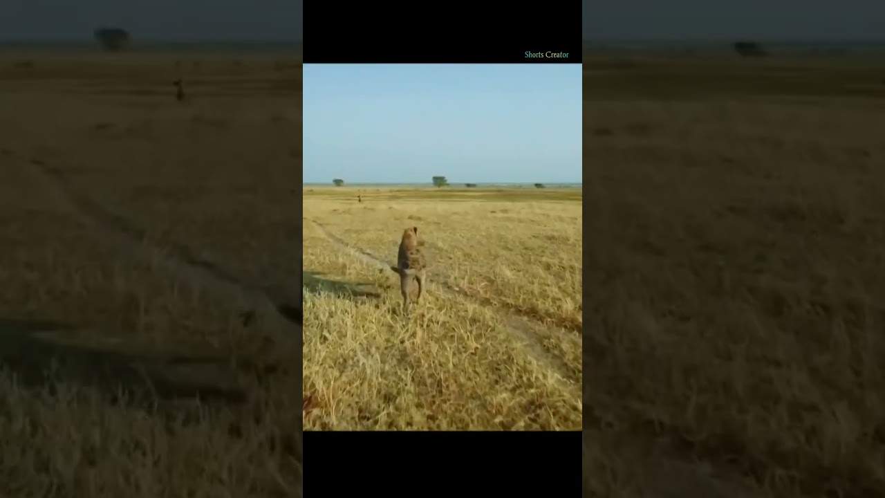 Ostrich Vs Hyena 