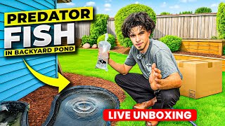 Adding PREDATOR FISH To Backyard Mini POND ( LIVE UNBOXING!! )