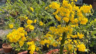 Giống Mai Sbsg Và Sbbl Giống Nào Dể Làm Hơn