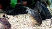 コリドラス 湧き水 遊ぶまとめ Youtube