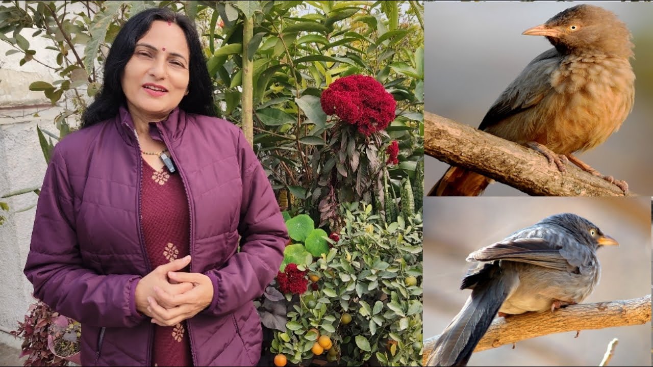 गमले में सर्दियों की सब्जी | Winter vegetable garden update | Rashmi's World - Create to Decorate