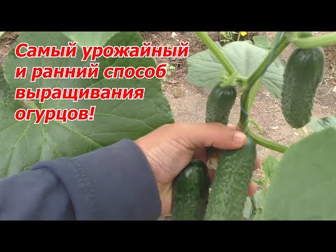 Попробуйте вырастить ТАК хотя бы несколько кустов огурца!