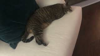 Sleeping cat looks like a relaxed kangaroo! by SelenaTheTabby 287 views 2 months ago 25 seconds