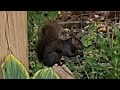 Sara'sFurry🤩Friends is live! Puddin 🖤 Blacksquirrel Superstar 🤩