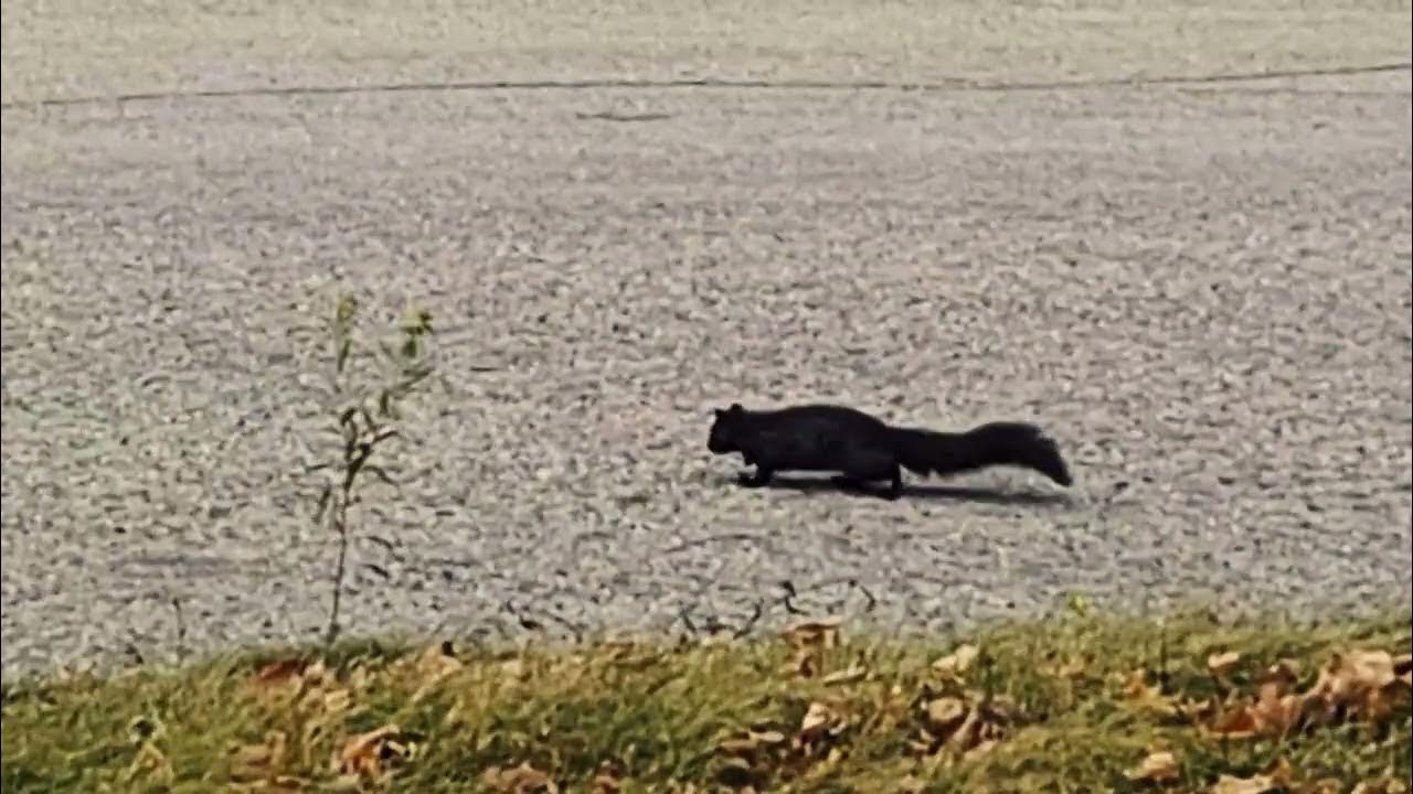 SQUIRREL CROSSING THE ROAD YouTube