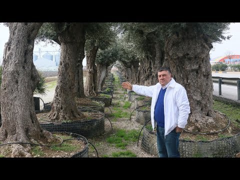 Video: Zeytin ağacını kim yarattı?