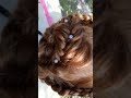 #hairstyle #belleza #coiffure #shortvideo #hair #braids