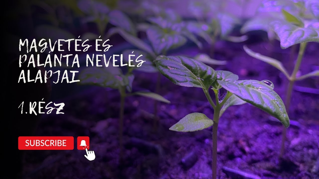 Magvetés és palántanevelés alapjai - 1. rész