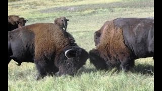 Lakota Buffalo People: A Story of Connection & Re-Emergence