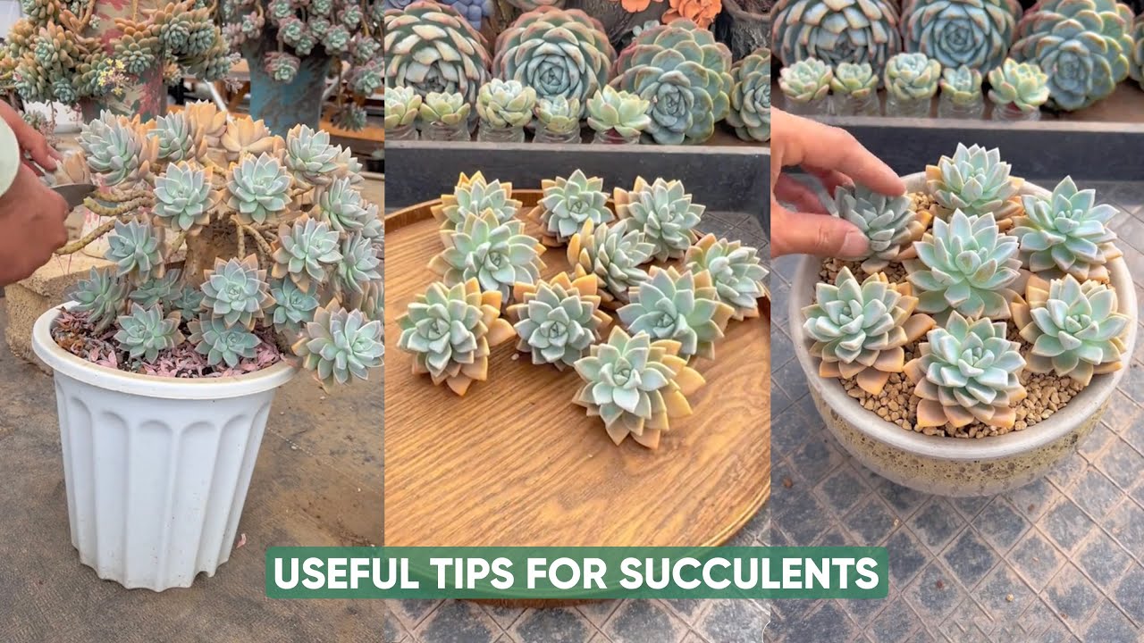 多肉植物全書 All about SUCCULENTS 多肉植物全書 All about SUCCULENTS | パワポン・スパナンタナー