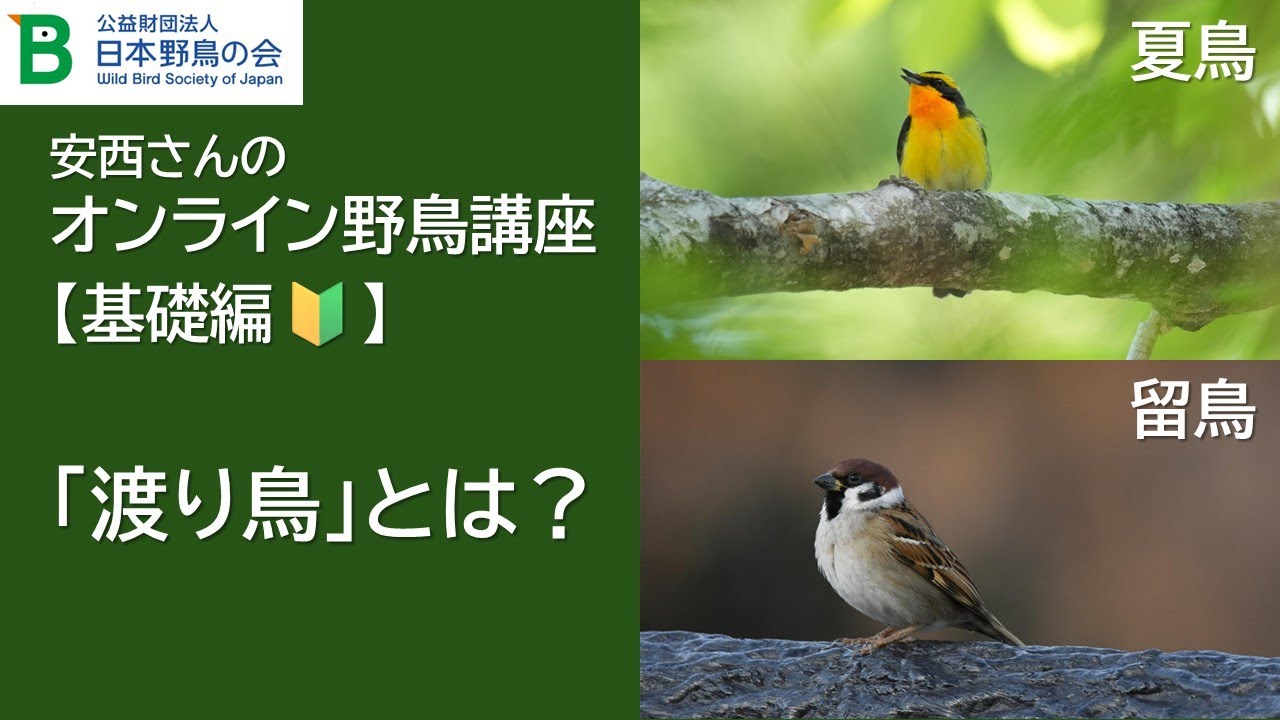 For Birdwatching Beginners] Anzai's Online Wild Bird Course