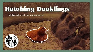 Your Complete Guide to Hatching Ducks | 100% Hatch Rate | Egg Hatching Time Lapse