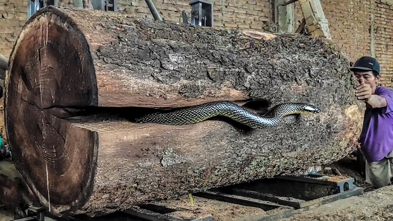 The Art of Sawmilling Trembesi Wood San Francisco's Hidden Gem - YouTube