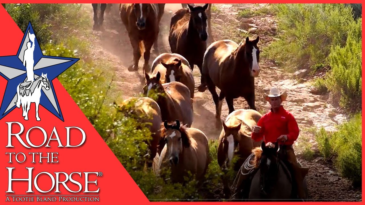 The AQHA Remuda from the 6666 Ranch - Road to the Horse 2017