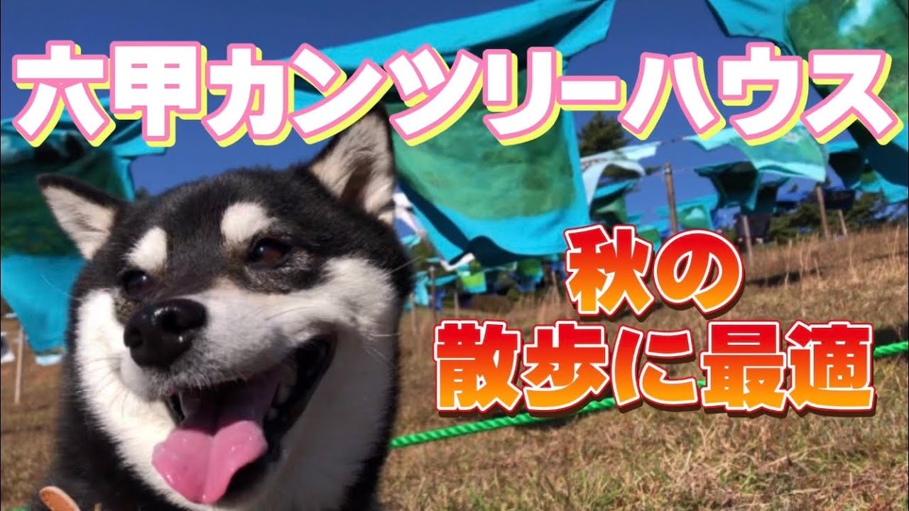 ドッグラン有 六甲カンツリーハウスで犬の運動会見てきた 六甲山 黒柴小梅 チワシーズー杏子 Youtube