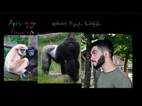 ვიდეო: დატოვა აარონმა გაზის მაიმუნი?