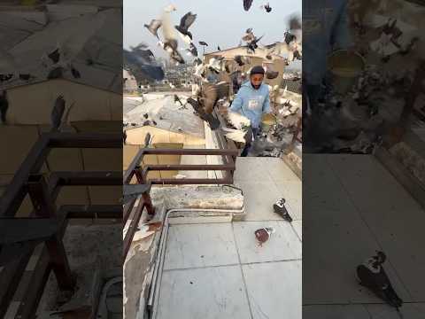 Pigeon lover #kabootarbazi