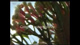 Indosiar Djarum Coklat