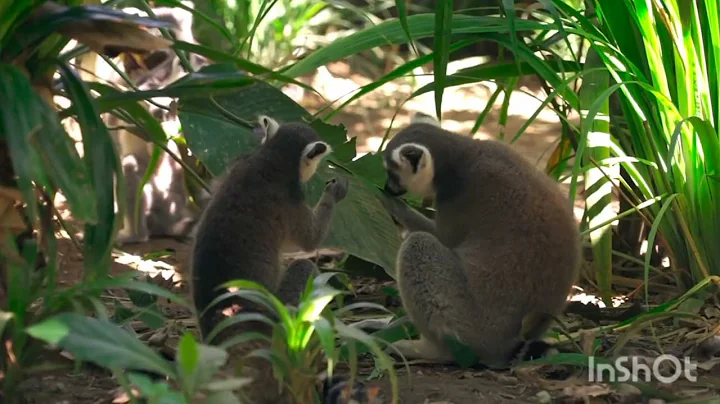 Diana and Funny Cat eats Breakfast and Plays