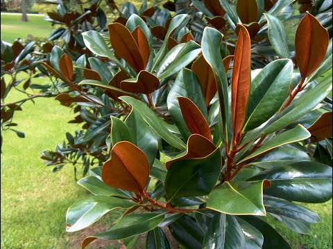 Video: Magnolia Grootblom (24 Foto's): Beskrywing Van Grandiflora, Tuis Groei, Plant En Versorg, Voortplanting