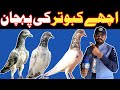 Achy kabootar ki pachan  parwazi kabootar ki pehchaniqzb pigeon2023