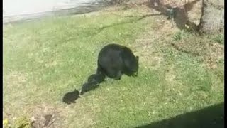 Mama bear and three cubs video. American Black bears family in front of my house. Vernon NJ US Bears by Relaxing Videos for Cats, Dogs, and People. 1,023 views 3 years ago 56 seconds