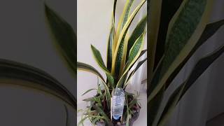 Turn a Plastic Bottle + Cotton Bud Into a Slow Drip Plant Waterer! #Shorts#diy #creative #plants