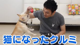 クルミが猫になりましたww #shorts
