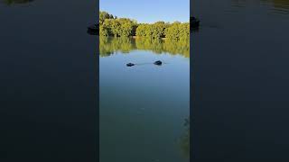 Boatman Vulcan Vs Nd2 Bait Boat Tug Of War