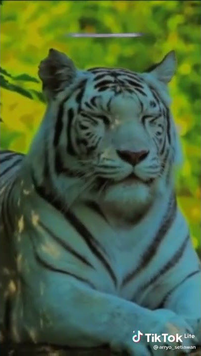 story' wa , macan putih