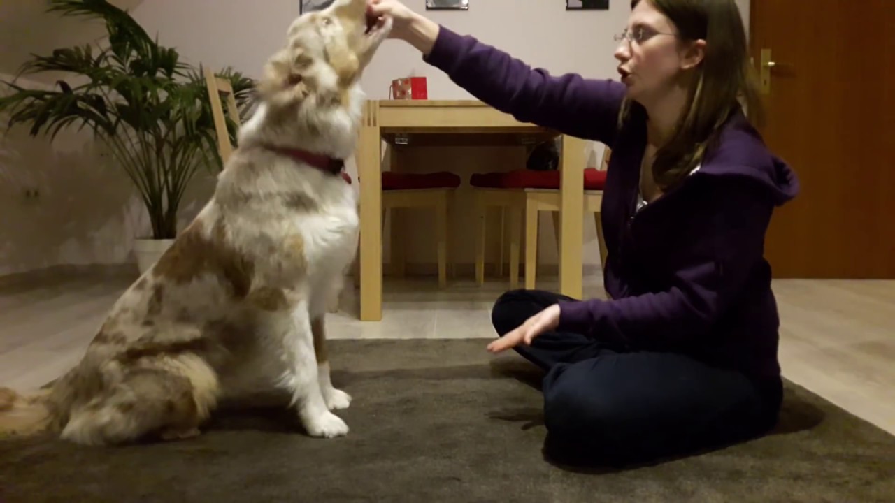 Hundetrick: Hund Nicken beibringen | Hund sagt Ja | Hund lernt Nicken -  YouTube