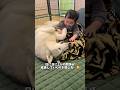距離感が近すぎるハスキーと赤ちゃんの関係が尊すぎる件#ハスキン#シベリアンハスキー#ハスキー#赤ちゃんと犬 #shorts