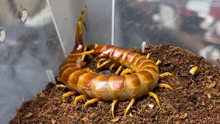 로부스타 근황 | 다른 남미종들과 차이나는 두꺼움 | Scolopendra sp "Robusta" | Robusta centipede