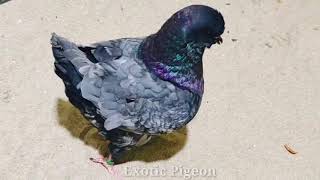 Top 5 European Exhibition Fancy Pigeon In Bangladesh