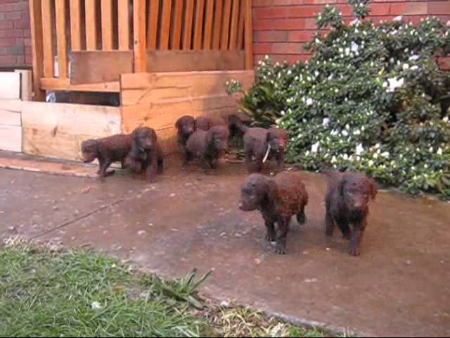murray curly retriever