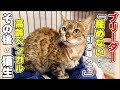 【保護猫】高齢で産めないベンガルをブリーダーから引き取ったその後の猫生(ふーちゃん2)