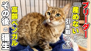 【保護猫】高齢で産めないベンガルをブリーダーから引き取ったその後の猫生(ふーちゃん2)