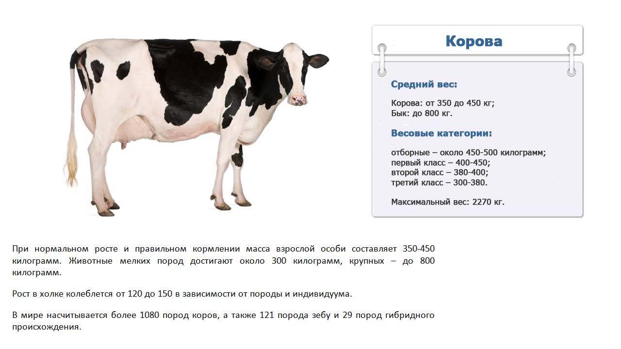 Сколько быков было белого цвета. Средний вес крупнорогатого скота. Примерный вес КРС по возрасту. Средняя Живая масса КРС. Средний вес взрослой коровы живой вес.