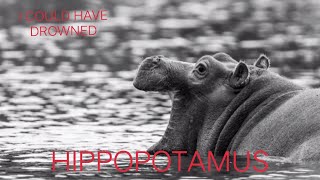 hippopotamus - the fat guy who apparently can t swim
