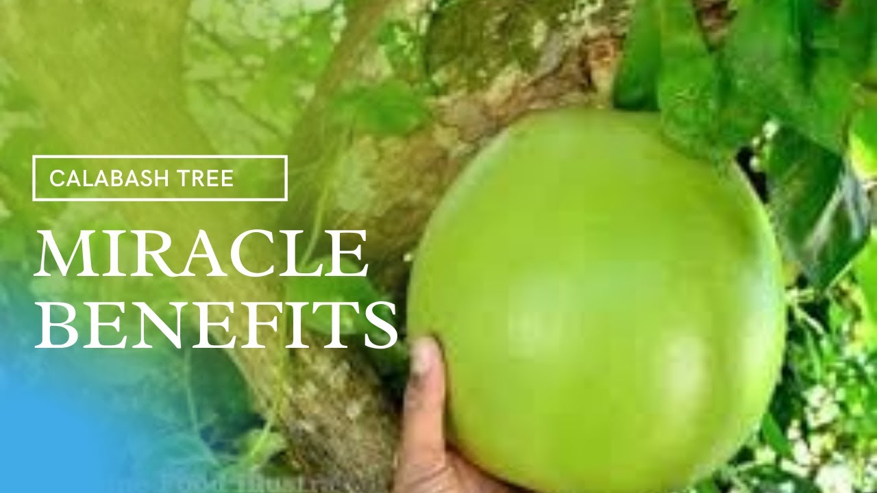 473 Miraculous Benefits of A Miracle Fruit " Wonder Fruit" and