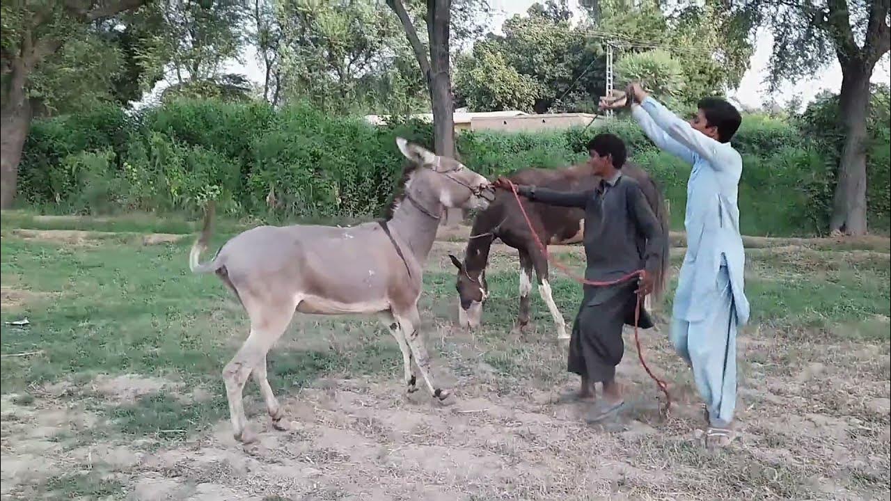 Super Murrah Donkey and Horse Meeting Mule Donkey mating with mare