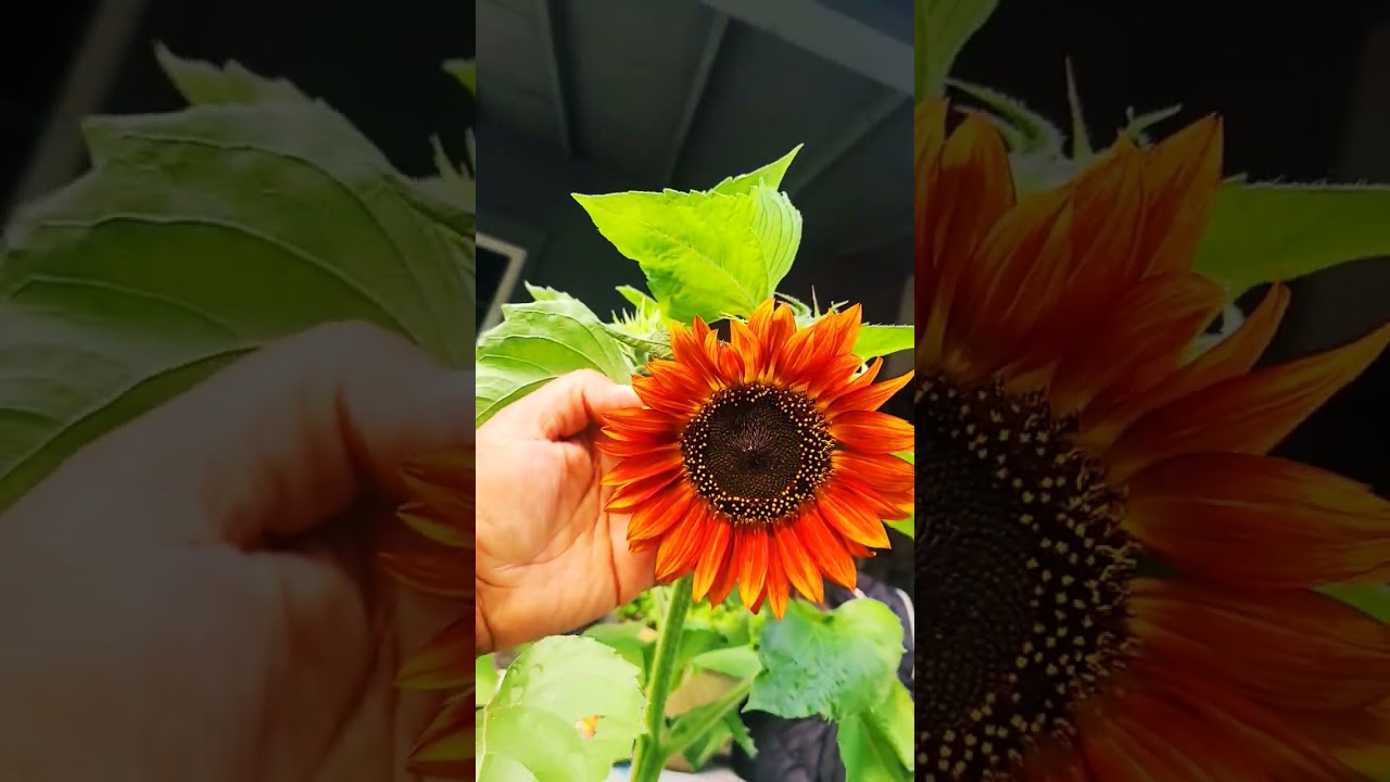 Autumn Beauty Sunflower!!! *UPDATE*🧿🪬