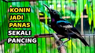 Masteran Konin Kolibri Ninja Jernih FULL TEMBAKAN mewah 2022 cocok buat Pancingan #kolibrigacor