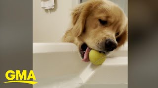 Golden retriever finds happiness by rolling tennis balls down bathtub ramp | GMA