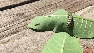 Raising Monarch Butterflies The Monarch life cycle