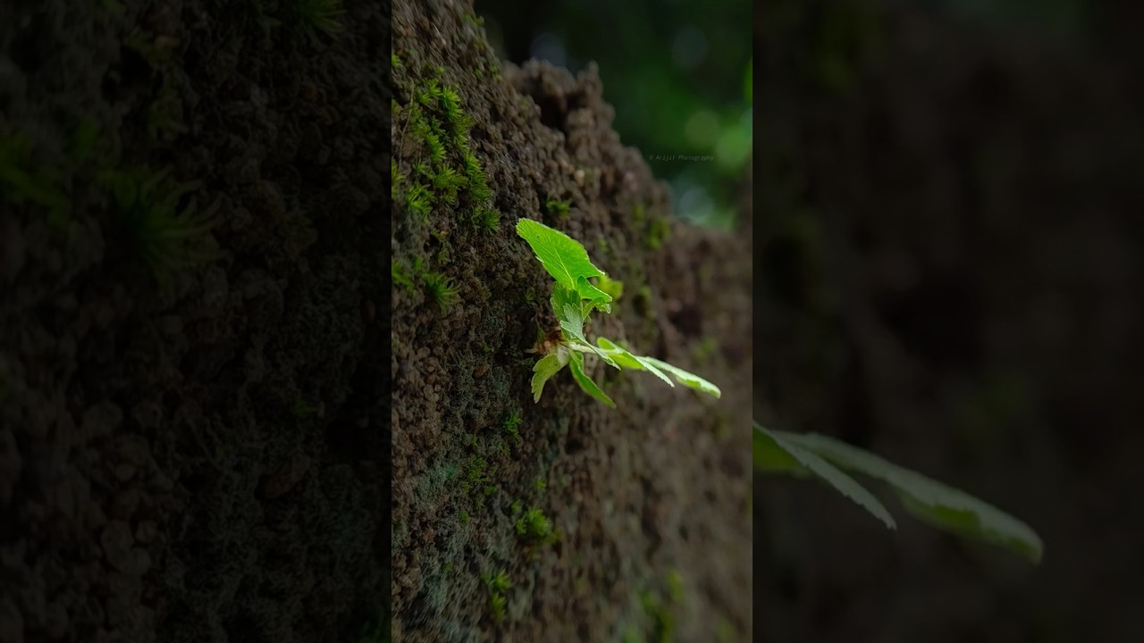 Photography Tutorial for Beginners | Learn Camera Settings & Pro Tips. 