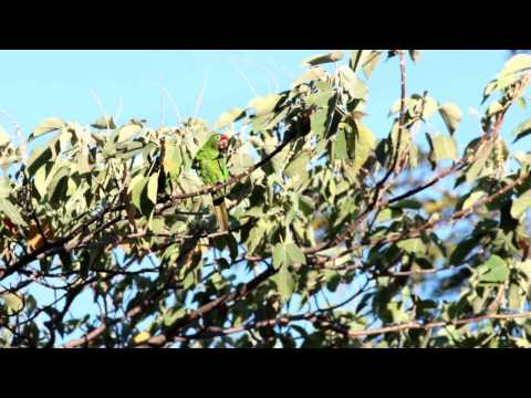 Crimson-fronted Parakeet (Psittacara finschi)