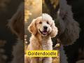 Goldendoodle