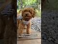 Медведь сводит нас с ума #рек #пудель #puppy #животные #питомцы #рекомендации #животные #cute  #dog